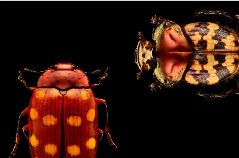 Insects: Microsculptures Magnified