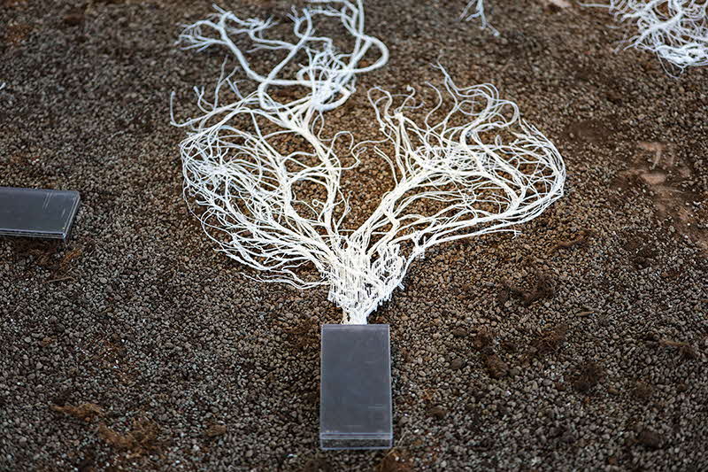 Liz Yap, Digital Archetypes, 2025. Photo by Ilya Hagi. Courtesy of McNally School of Fine Arts, LASALLE College of the Arts, Singapore.