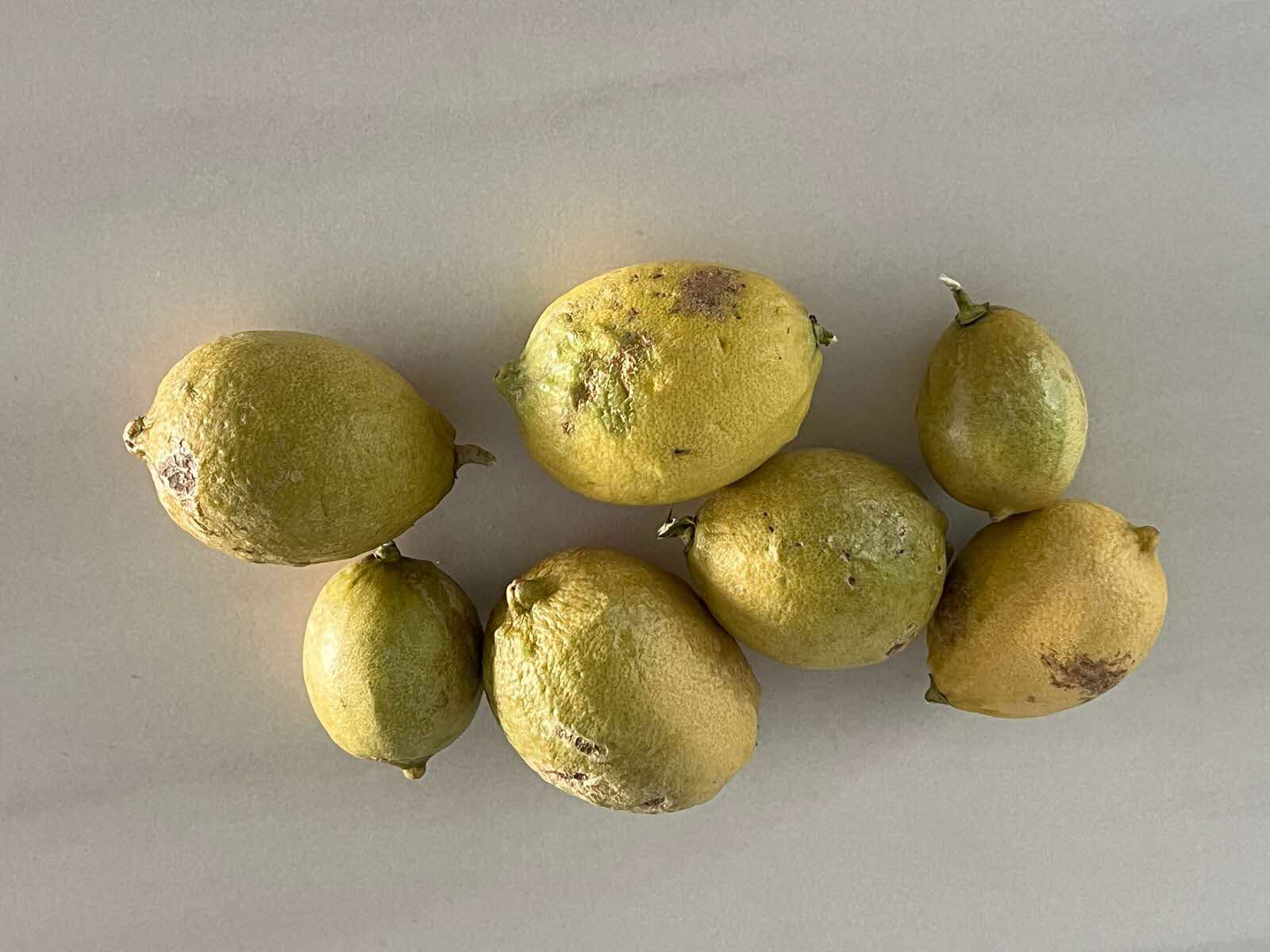 Temporary Obsessions, 2026.