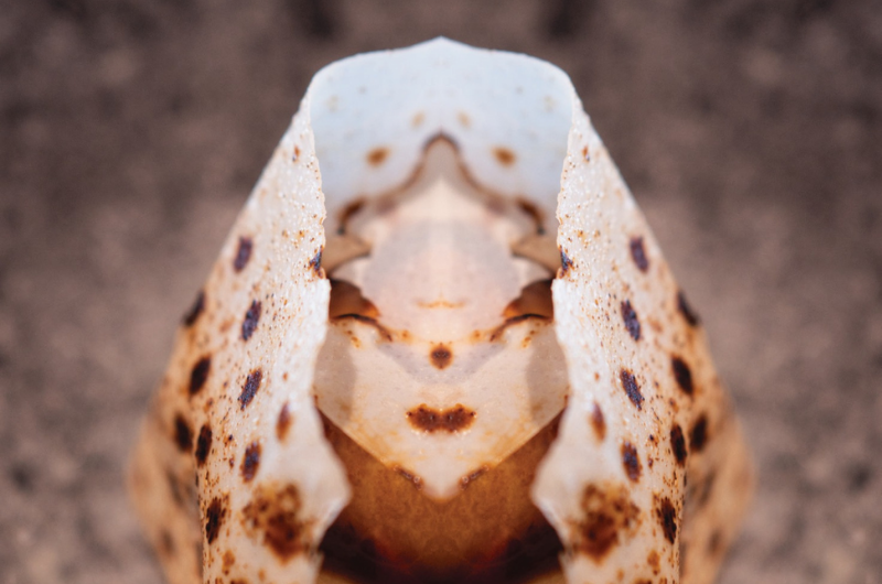 Allure of Seeing Beyond 2026