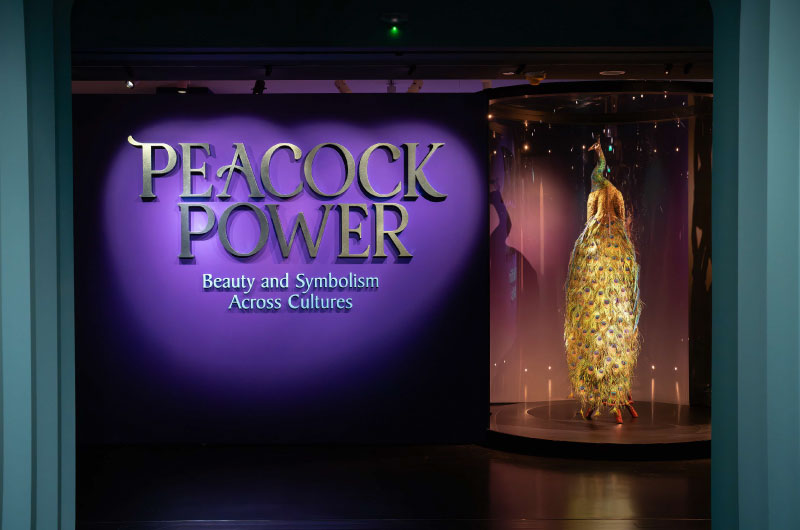 Peacock Power: Beauty and Symbolism Across Cultures